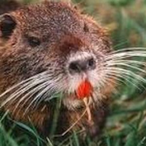 Meet your Posher, Synethia